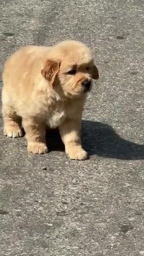 Golden Retriever, farm video