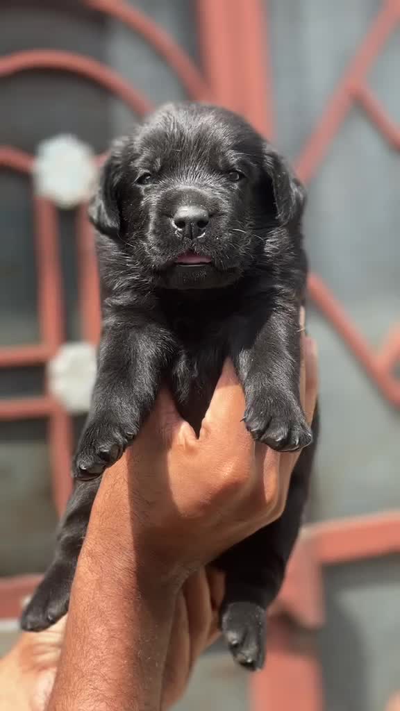 Beagle Black & Tan Puppy, farm video