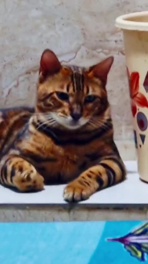 Bengal Kitten, farm video