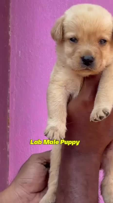 Beagle Black & Tan Puppy, farm video