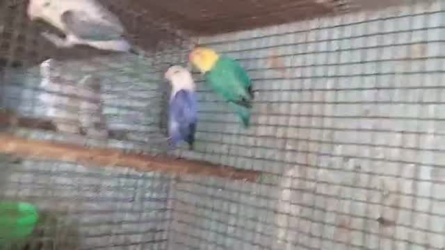 African Love Birds | Yellow & Orange, farm video