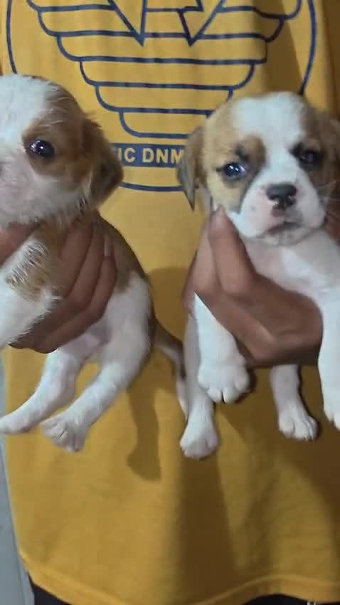 Beagle Black & Tan Puppy, farm video