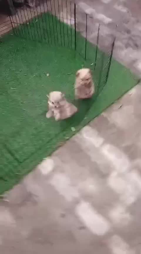 Pomeranian Puppy | Black Color, farm video