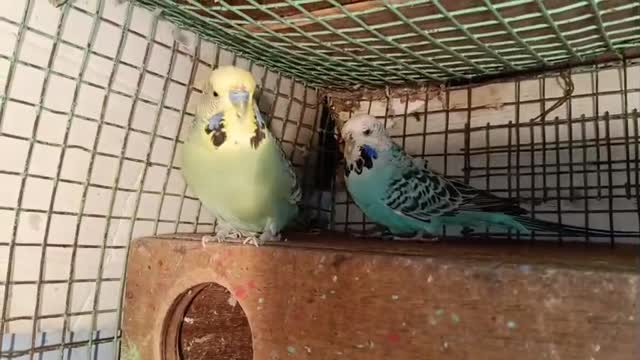 Exhibition Budgies, farm video