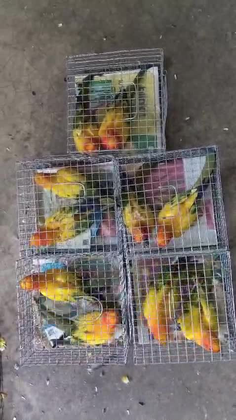 Sun Conure, farm video