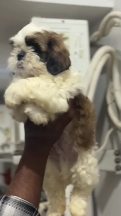 Shih Tzu | Black & White Color, farm video
