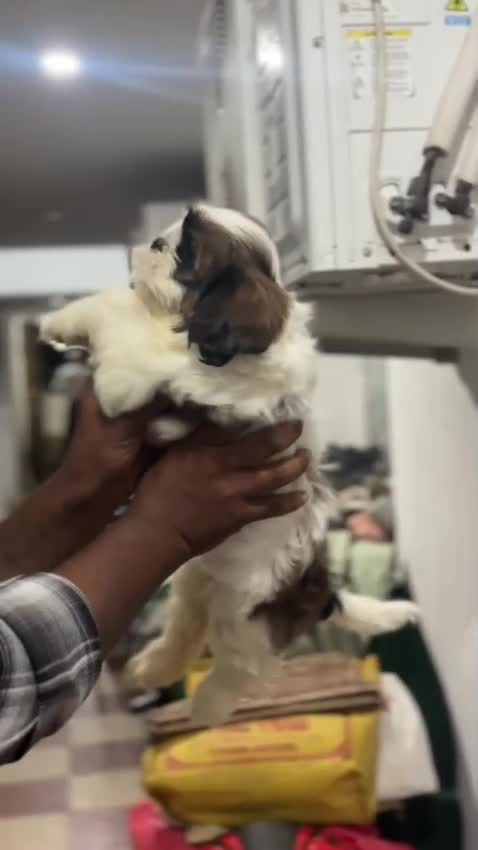 Shih Tzu | Black & White Color, farm video