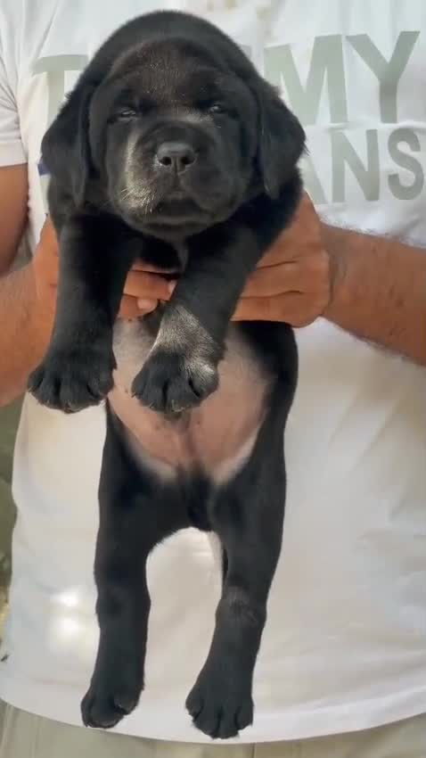 Beagle Black & Tan Puppy, farm video