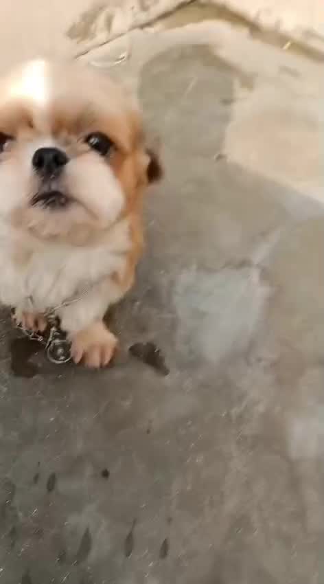 Shih Tzu | Black & White Color, farm video