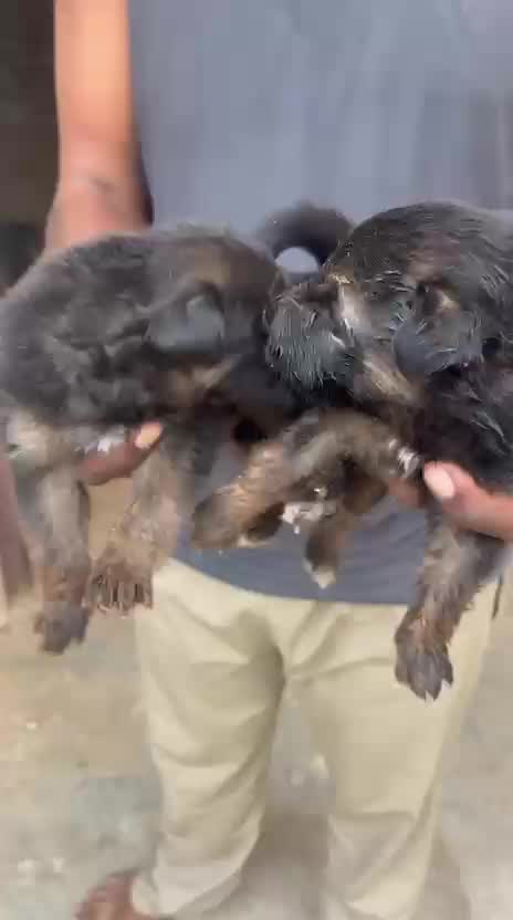 German Shepherd Puppy, farm video
