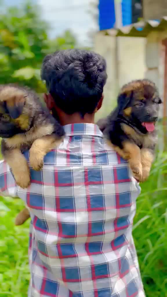 German Shepherd Puppy | Z Black, farm video