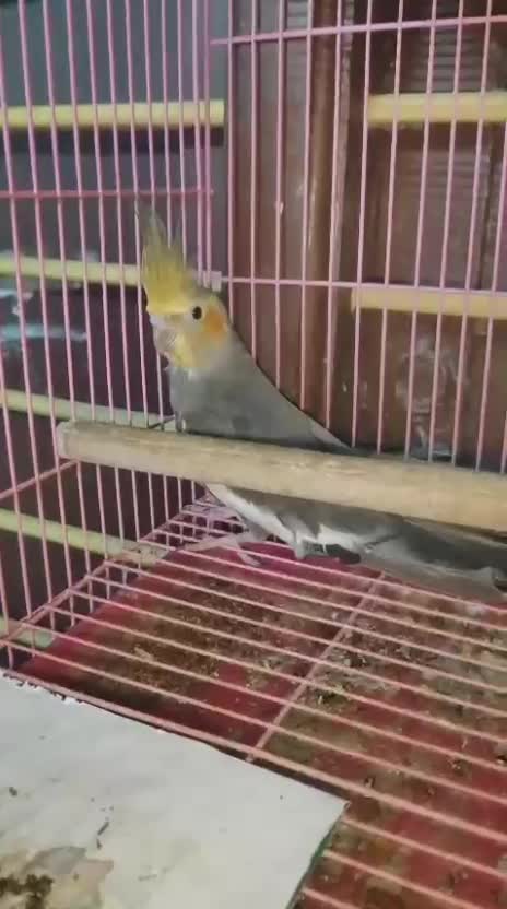 Cockatiel, farm video