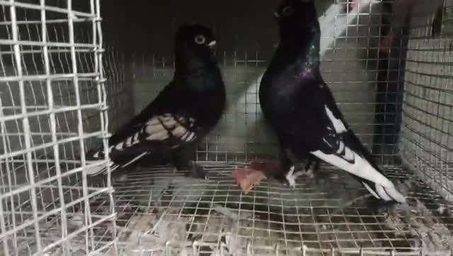 Homer Pigeon, farm video