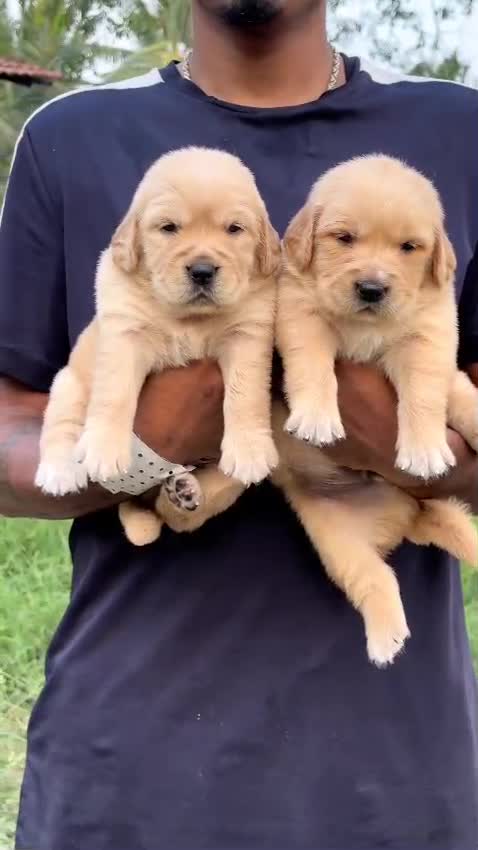 Golden Retriever at an affiliated farm in Bengaluru, Karnataka