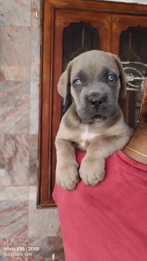 Cane Corso Puppy, farm video