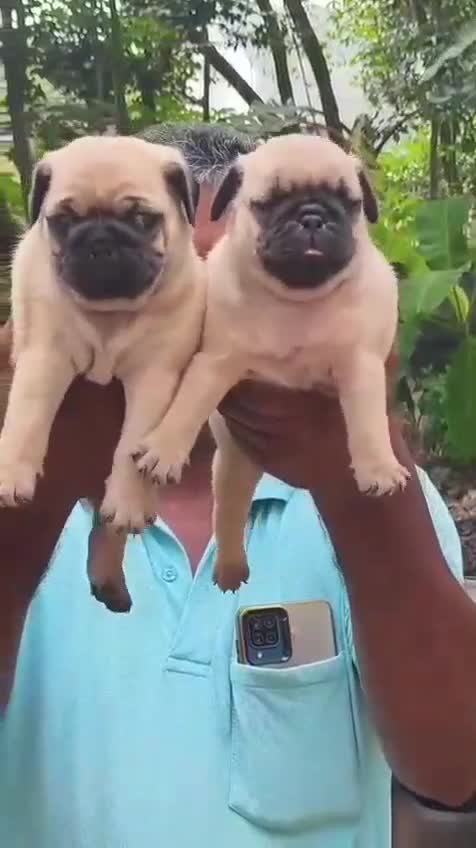 Pug Puppy, farm video
