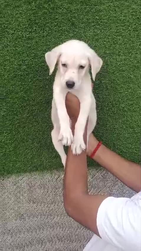 Beagle Black & Tan Puppy, farm video