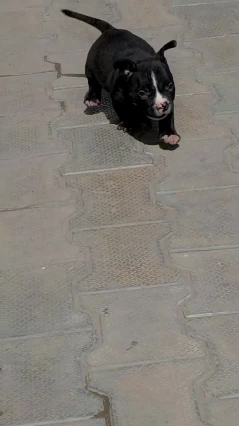 American Bully Pocket Size at an affiliated farm in Patiala, Punjab