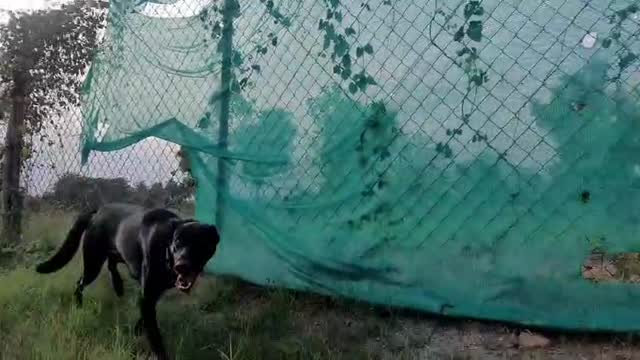 Belgian Malinois Puppy, farm video