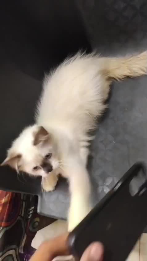 Himalayan Kitten, farm video