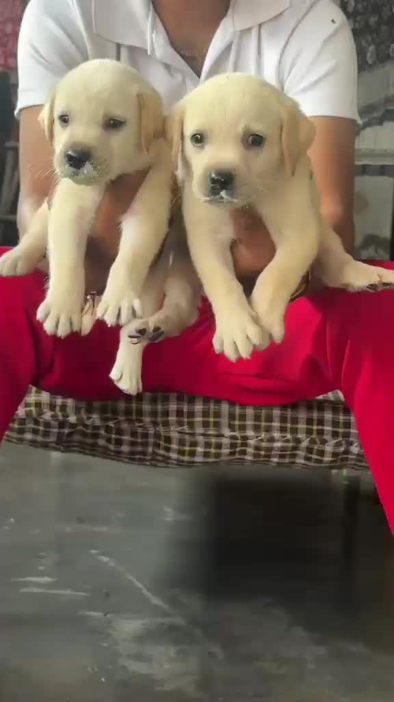 Beagle Black & Tan Puppy, farm video