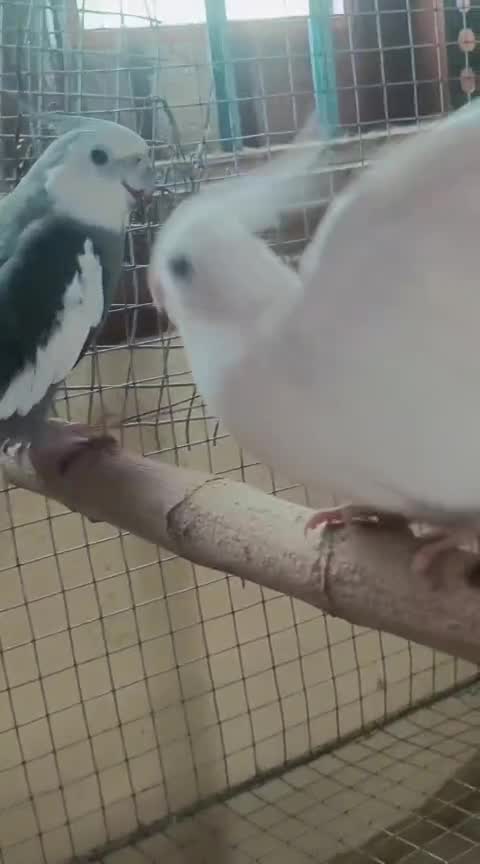 Cockatiel, farm video