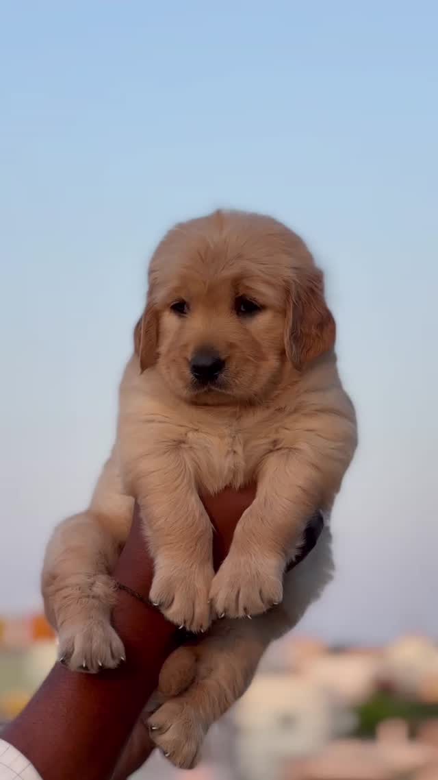 Golden Retriever at an affiliated farm in Bijapur, Chhattisgarh