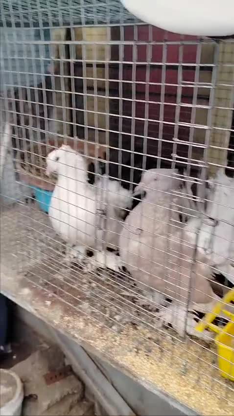 Homer Pigeon, farm video