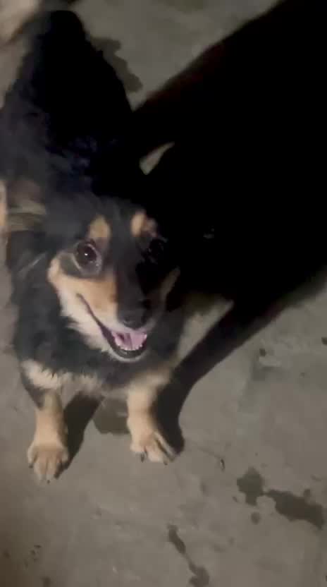 Culture Toy Pom Puppy, farm video