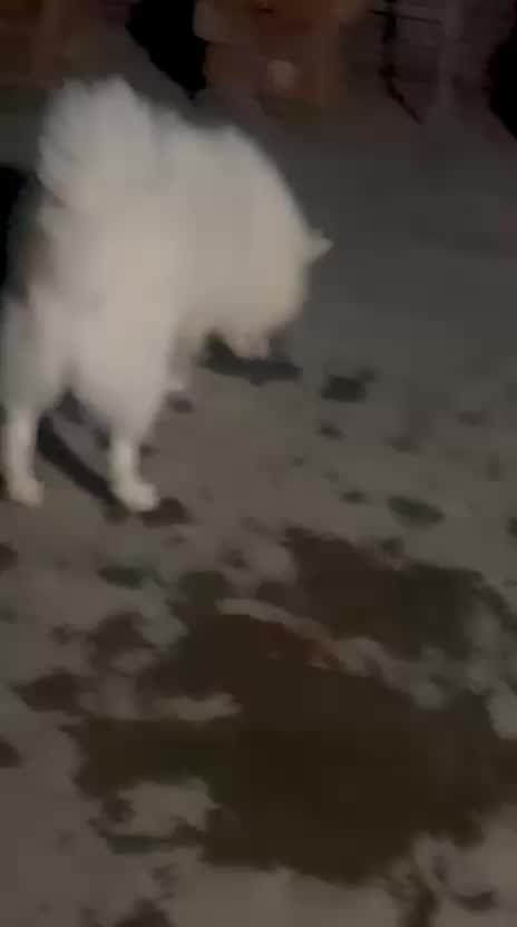 Pomeranian Puppy | Black Color, farm video