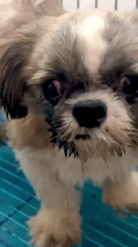 Shih Tzu | Tri Color Puppy, farm video