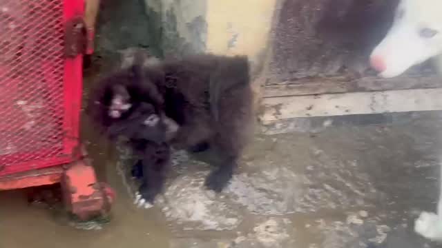 Culture Pom Puppy | Orange Color, farm video