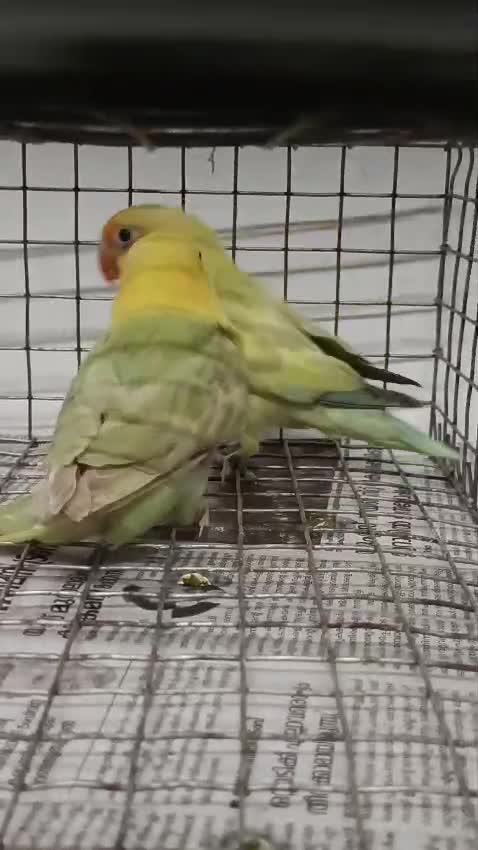 Fish, farm video