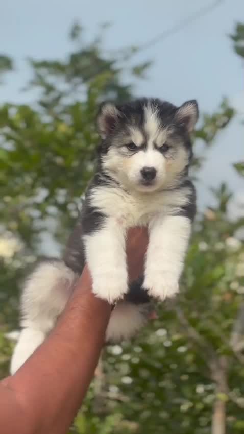Siberian Husky at an affiliated farm in Bengaluru, Karnataka