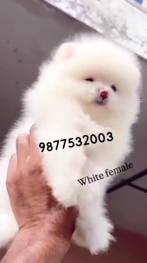Pomeranian Puppy, farm video