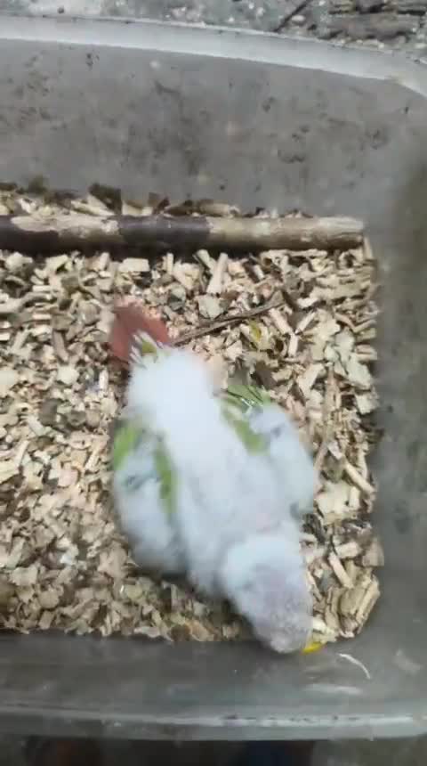 Pineapple Headed Conure, farm video