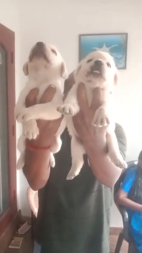 Beagle Black & Tan Puppy, farm video