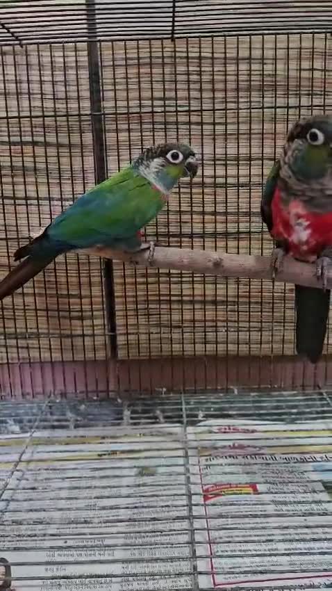 Crimson Bellied Conure, farm video