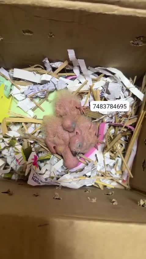 Sun Conure, farm video