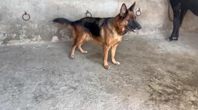 German Shepherd Puppy, farm video