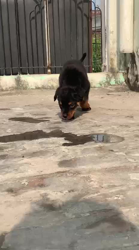 Rottweiler Puppy, farm video