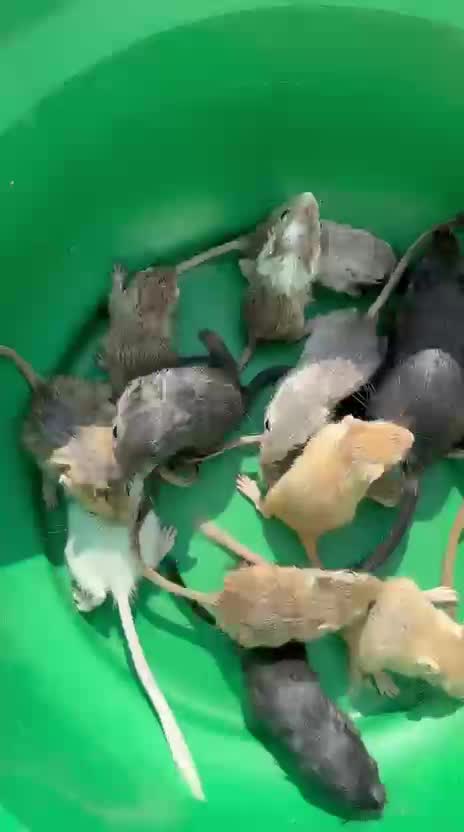 Hamsters, farm video