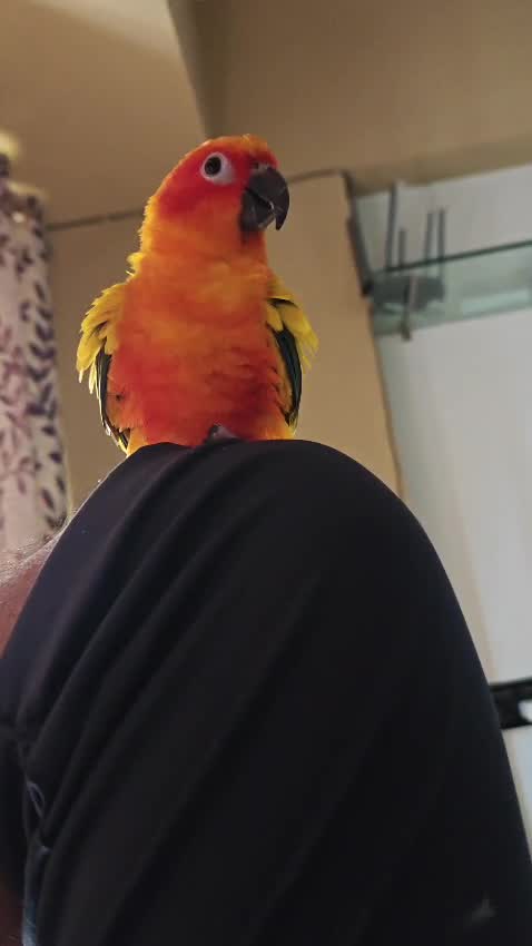 Sun Conure, farm video