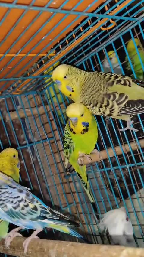 Cockatiel, farm video