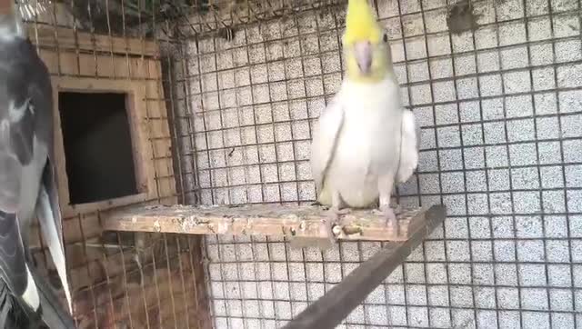 Cockatiel | Lutino, farm video