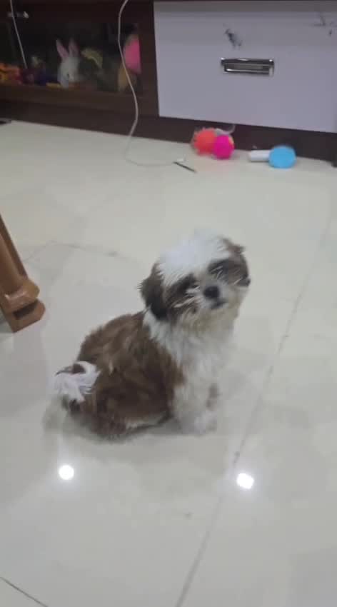 Shih Tzu | Tri Color Puppy, farm video