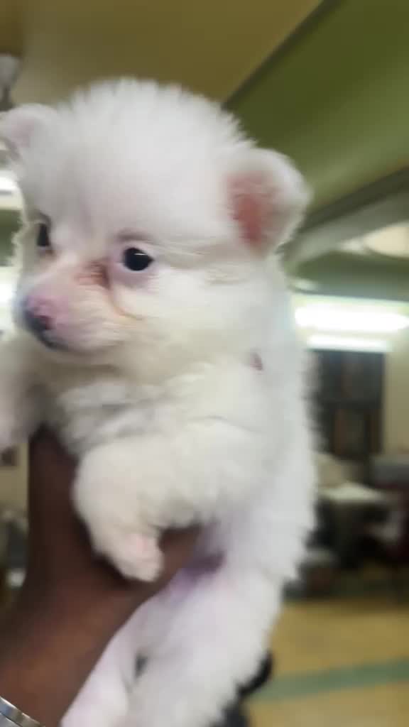 Culture Pom Puppy | White Color, farm video