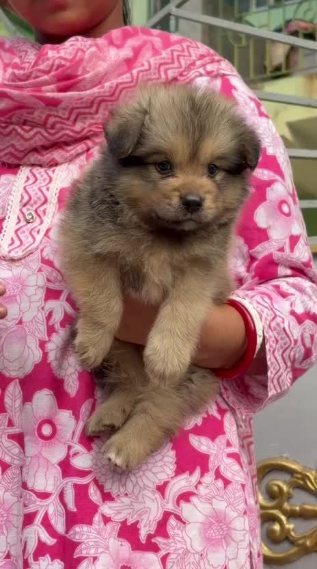 Culture Pom Puppy | White Color, farm video