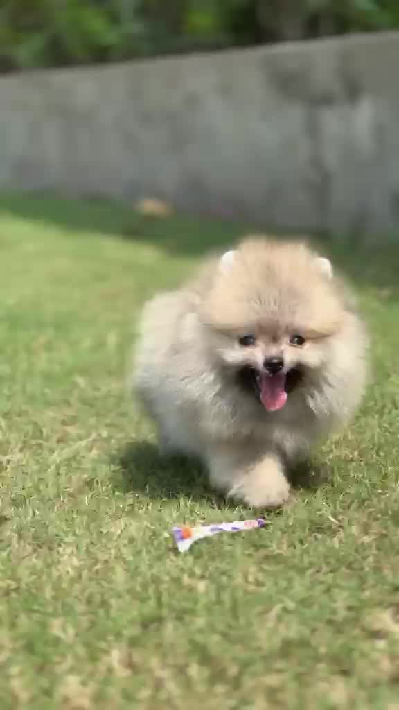 Toy Poodle Puppy, farm video