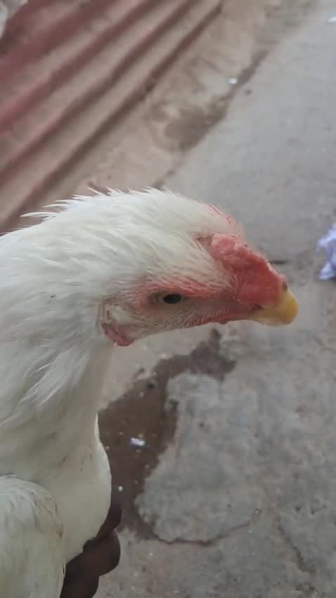 Yellow Naped Amazon, farm video